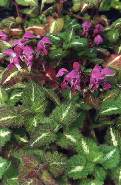 Lamium maculatum 'roseum' en fleurs dans un sous-bois frais et ombragé